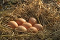 Fresh Chicken Egg In Straw Nest,A pile of brown eggs in the countryside Farm Royalty Free Stock Photo