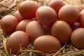 Fresh Chicken Egg In Straw Nest,A pile of brown eggs in the countryside Farm Royalty Free Stock Photo