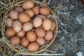 Fresh chicken eggs in the basket on the ground after farmers collect eggs from the farm. Concept of Non-toxic food Royalty Free Stock Photo