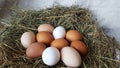 Fresh chicken eggs of different colors lie in a pile on the hay. Farming and household. Preparation for Easter. Farm lifestyle in Royalty Free Stock Photo