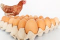 Fresh chicken eggs in an egg stall and brown young hens.