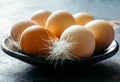 Fresh chicken eggs and feathers in a plate on the table in a rustic morning.