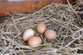 Fresh chicken eggs on the hay