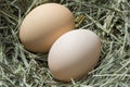 Fresh chicken eggs in a hay nest. Hen lays eggs, farm background Royalty Free Stock Photo