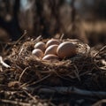 fresh chicken eggs in hay nest on a wooden background. Royalty Free Stock Photo