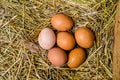 Fresh chicken eggs with nest,A pile of brown eggs in a nest Royalty Free Stock Photo