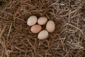 Fresh chicken eggs with nest,A pile of brown eggs in a nest at farm Royalty Free Stock Photo