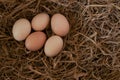 Fresh chicken eggs with nest,A pile of brown eggs in a nest at farm Royalty Free Stock Photo