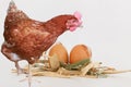 chicken eggs in straw nest and brown young hens