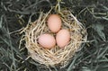 Fresh chicken eggs in straw nest on ground with grass of hay basket egg Royalty Free Stock Photo