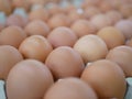 Fresh chicken eggs on trays for sale at a supermarket Royalty Free Stock Photo