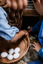 Fresh chicken eggs in a wicker basket, which Latin child farmers collect from chicken farms in Mexico Latin America