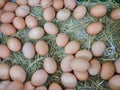 Fresh Chicken Rooster Eggs