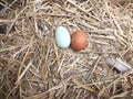 Fresh chickens eggs in the nest Royalty Free Stock Photo