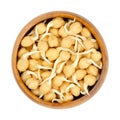 Fresh chickpea sprouts, sprouted chickpeas, in a wooden bowl Royalty Free Stock Photo