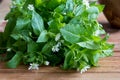 Fresh chickweed plant on a wooden background Royalty Free Stock Photo
