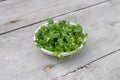 fresh chickweed on a wooden background Royalty Free Stock Photo
