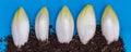 Fresh chicory vegetables Royalty Free Stock Photo