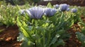 fresh chicory vegetables in the garden