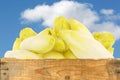 Fresh chicory in a wooden crate