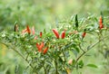 Fresh chili on tree Royalty Free Stock Photo