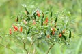 Fresh chili on tree Royalty Free Stock Photo
