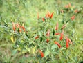 Fresh chili on tree Royalty Free Stock Photo