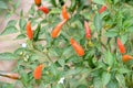 Fresh chili on tree Royalty Free Stock Photo