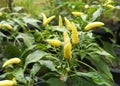 Fresh chilies ready to be harvested