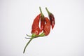fresh chilies on white paper Royalty Free Stock Photo