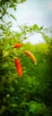 Fresh chilis are ready for harvest Royalty Free Stock Photo