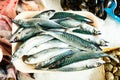 Fresh mackerel in fish store showcase Royalty Free Stock Photo