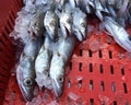 Fresh chilled fish in a box on the Adriatic Sea market