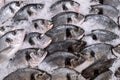 Fresh chilled fish Dorada lying on crushed  ice in a supermarket. Macro photo, close up top view Royalty Free Stock Photo