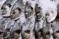 Fresh chilled fish Dorada lying on crushed  ice in a supermarket. Macro photo, close up view Royalty Free Stock Photo