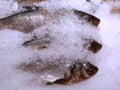 Fresh chilled fish Dorada lying on the crushed ice in the supermarket. Macro photography, close-up view from above. Fish Royalty Free Stock Photo