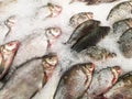 Fresh chilled fish with scales lying on ice in a shop window, store counter Royalty Free Stock Photo