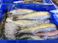 Fresh chilled trout in a plastic box