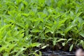 Fresh Chilli seedlings Royalty Free Stock Photo