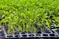Fresh Chilli seedlings Royalty Free Stock Photo