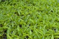 Fresh Chilli seedlings Royalty Free Stock Photo