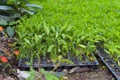Fresh Chilli seedlings Royalty Free Stock Photo