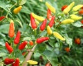 Fresh Chillies Royalty Free Stock Photo