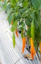 Fresh chillies growing in the vegetable garden