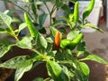 Fresh chillies from the tree