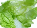 Fresh Chinese cabbage as a background, for cooking or salads