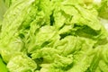 Fresh chinese cabbage background