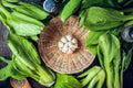 Fresh Chinese cabbage or Bok Choy vegetable. Royalty Free Stock Photo