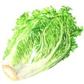 Fresh chinese cabbage isolated, hand drawn watercolor illustration on white