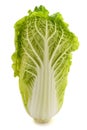 Fresh chinese cabbage